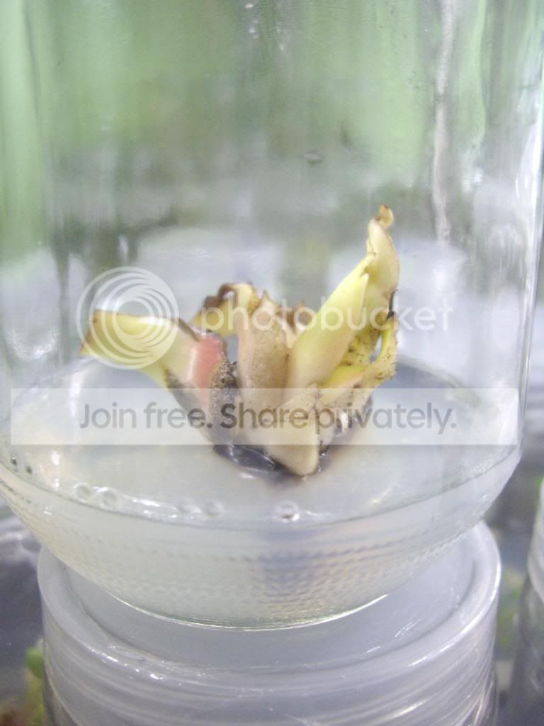 Grey Saba (Pisang Kepok Kapas) - Bananas.org
